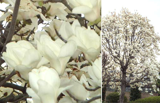庭の白木蓮が満開です