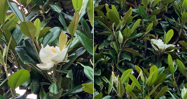 泰山木（タイサンボク）の花