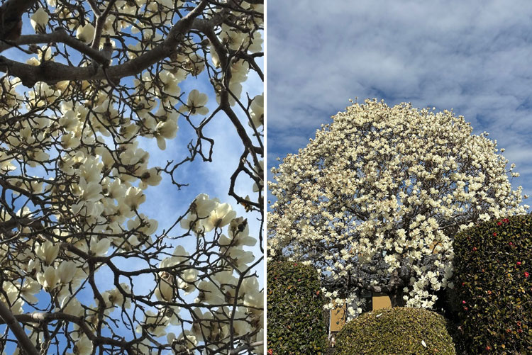 白木蓮が見頃です